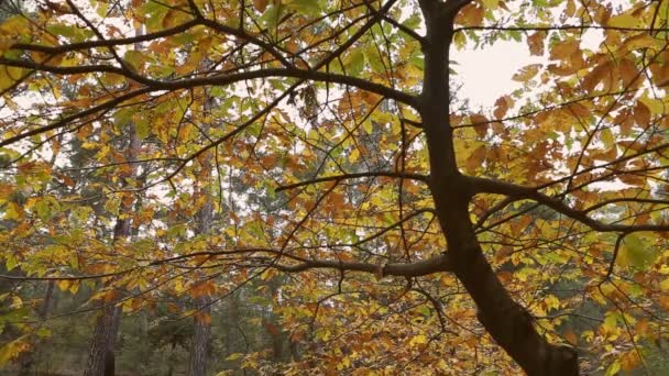 Herfst Boom Met Kleurrijke Bladeren Het Bos — Stockvideo