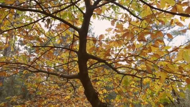 Arbre Automne Avec Des Feuilles Colorées Dans Forêt — Video