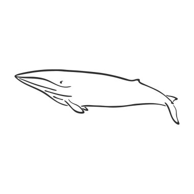 Karakter soyut mürekkep el çizilmiş vektör logo karikatür balina. Retro illüstrasyon. Deniz yabani memeli hayvanlar. Okyanus ve deniz hayvan eğrisi boya işareti. Doodle kroki. Öğe için tasarım, duvar kağıdı, kumaş baskı.