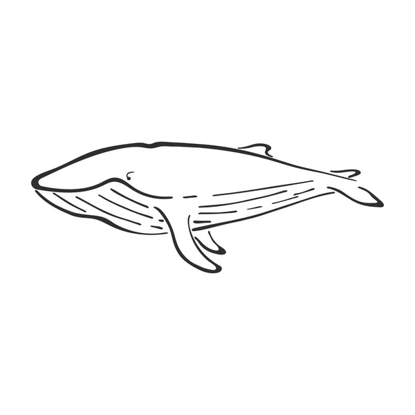 Walvis karakter abstracte inkt hand getekende vector logo cartoon. Retro illustratie. Wild zeezoogdieren. Oceaan en zee dier kromme verf teken. Doodle schets. Element voor ontwerp, behang, stof afdrukken. — Stockvector