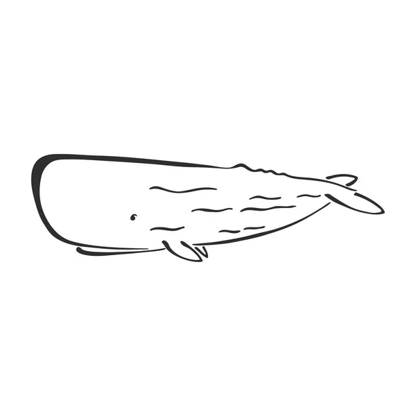 Кит, кашалот персонаж абстрактные чернила руки нарисованы векторным логотипом мультфильма. Ретро иллюстрация. Морское дикое млекопитающее. Знак кривой краски океана и морских животных. Рисунок с рисунком. Элемент для дизайна, тканевая печать . — стоковый вектор