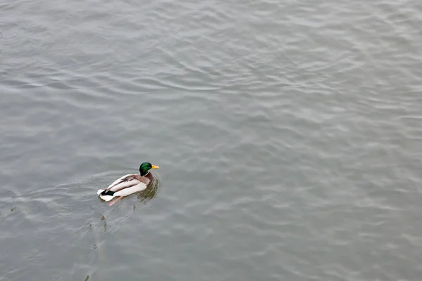 Canard Drake Nage Dans Rivière — Photo