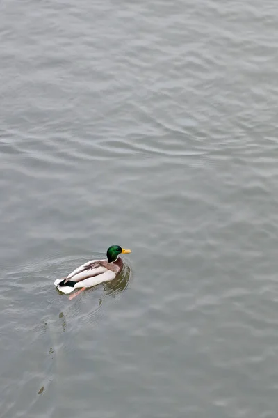 One duck drake swims in the river