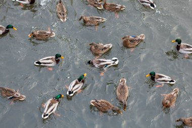 Nehirde bir ördek sürüsü