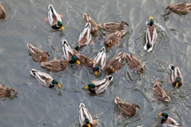 Nehirde bir ördek sürüsü