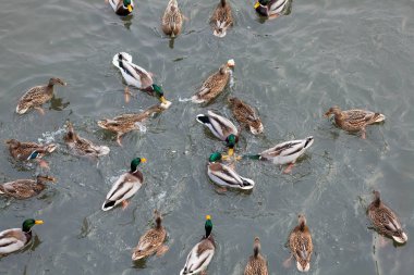 Nehirde bir ördek sürüsü