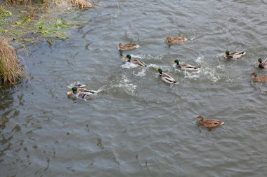 Nehirde bir ördek sürüsü