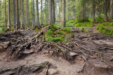 Karpat Dağlarındaki Orman