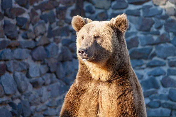 Urso castanho no zoológico — Fotografia de Stock