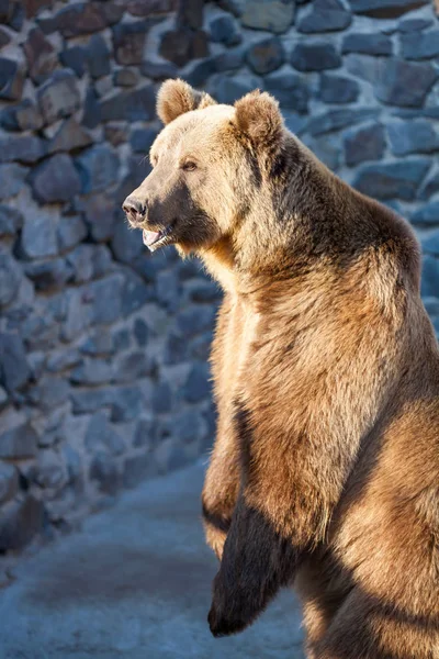 Urso castanho no zoológico — Fotografia de Stock