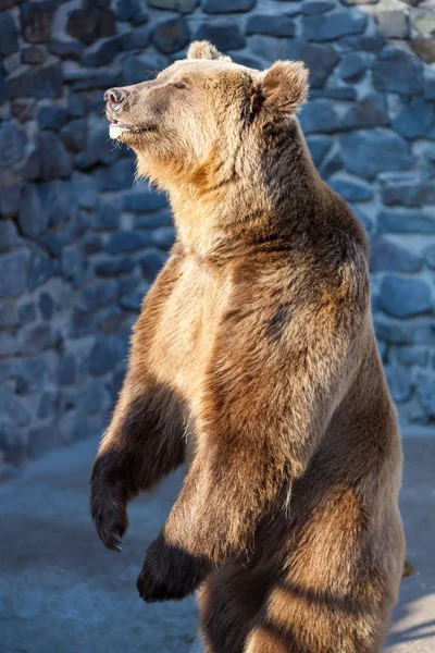 Bruine beer in de dierentuin — Stockfoto