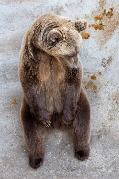 Bruine beer in de dierentuin — Stockfoto