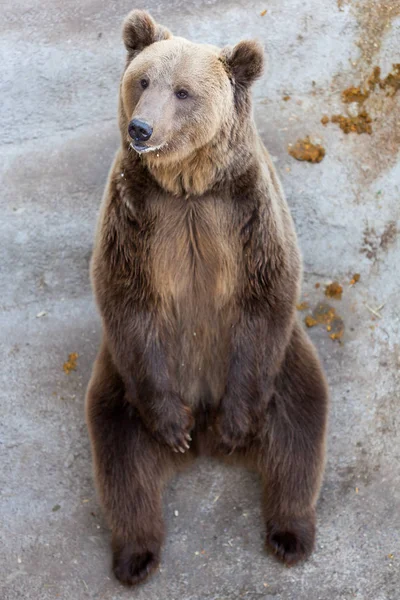 Brown bear at the zoo — Stock Photo, Image