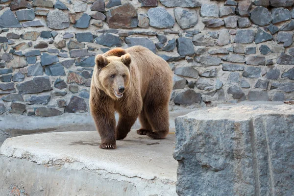 Bruine beer in de dierentuin — Stockfoto