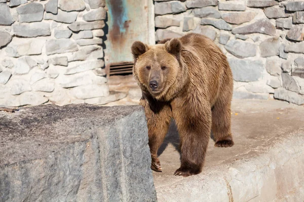 Brown bear at the zoo — Stock Photo, Image