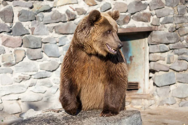 Urso castanho no zoológico — Fotografia de Stock