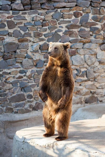 動物園での熊 — ストック写真