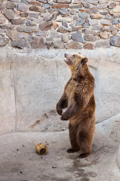 Urso castanho no zoológico — Fotografia de Stock