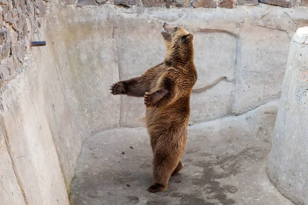 Bruine beer in de dierentuin — Stockfoto