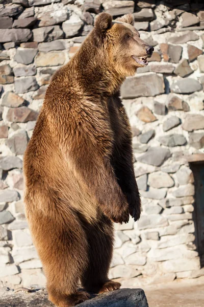 動物園での熊 — ストック写真