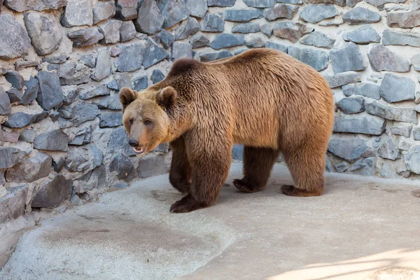 Urso castanho no zoológico — Fotografia de Stock