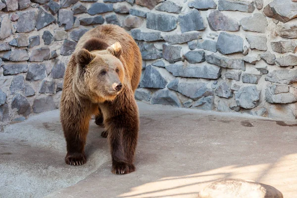 Brown bear at the zoo — Stock Photo, Image