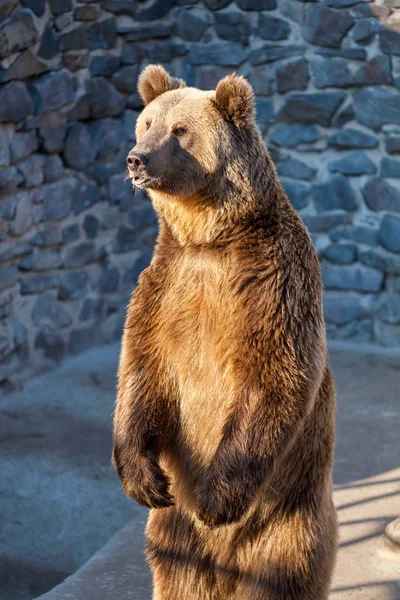 Bruine beer in de dierentuin — Stockfoto