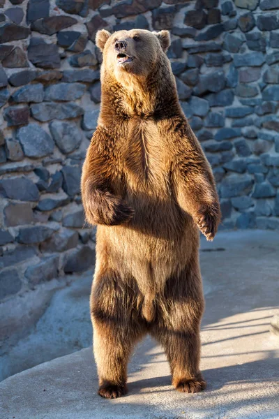 Brown bear at the zoo — Stock Photo, Image