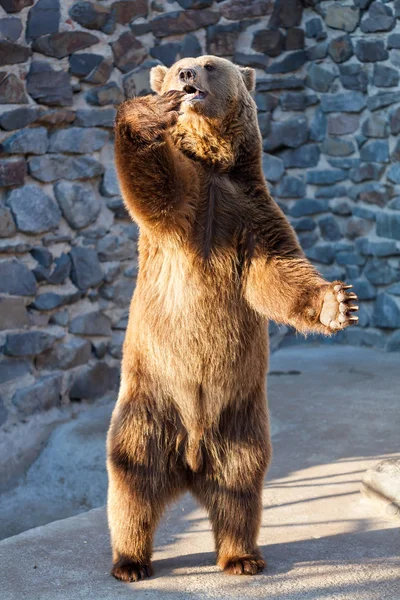 Brown bear at the zoo — Stock Photo, Image