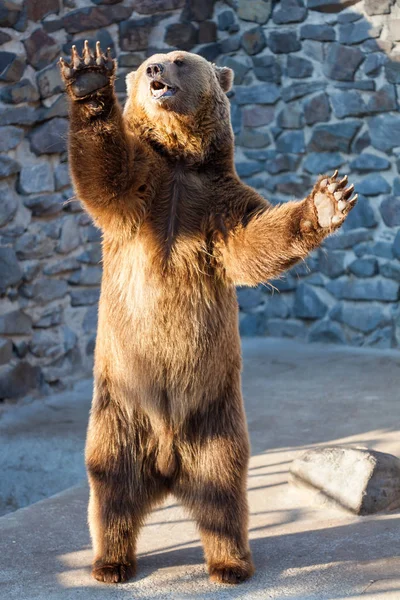 動物園での熊 — ストック写真