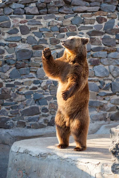 動物園での熊 — ストック写真