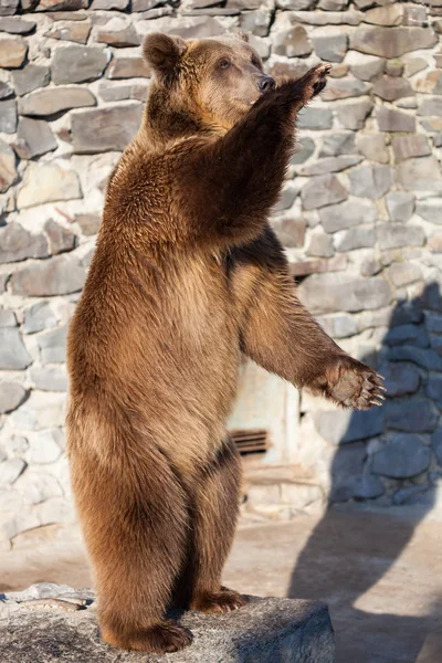 動物園での熊 — ストック写真