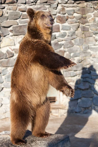 動物園での熊 — ストック写真