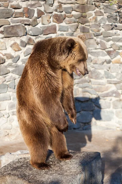 Bruine beer in de dierentuin — Stockfoto