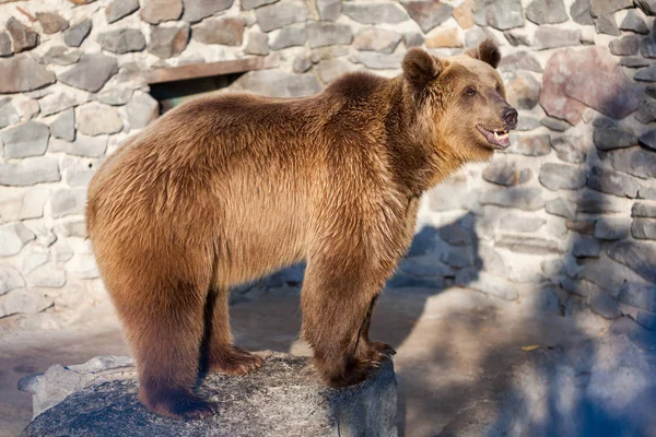 Oso marrón en el zoológico —  Fotos de Stock