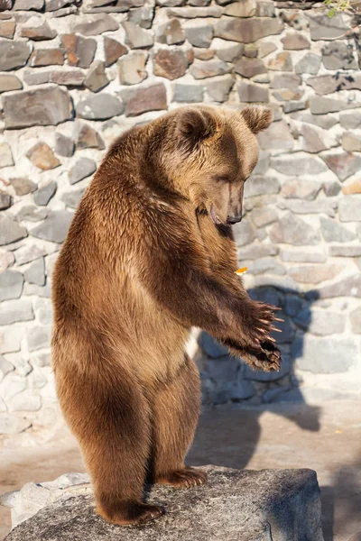 動物園での熊 — ストック写真