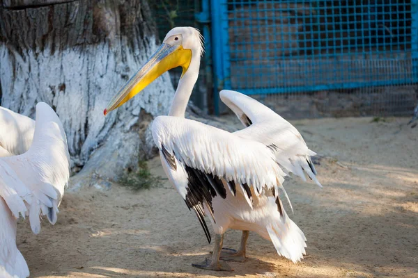 Пеликан в зоопарке — стоковое фото