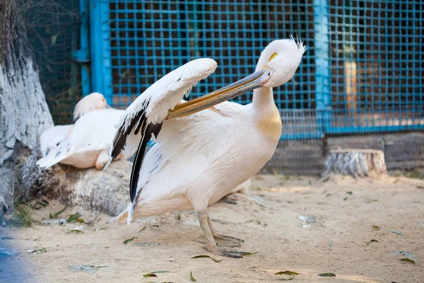 Пеликан в зоопарке — стоковое фото