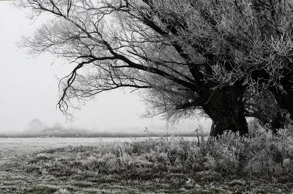 Scène Paysage Jour Hiver Presque Noir Blanc — Photo