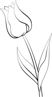 düz vektör izole lale