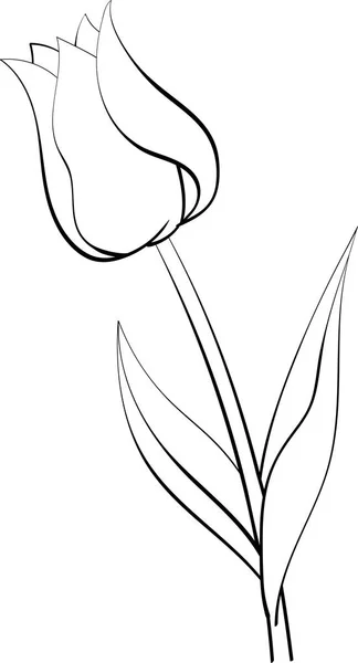 düz vektör izole lale