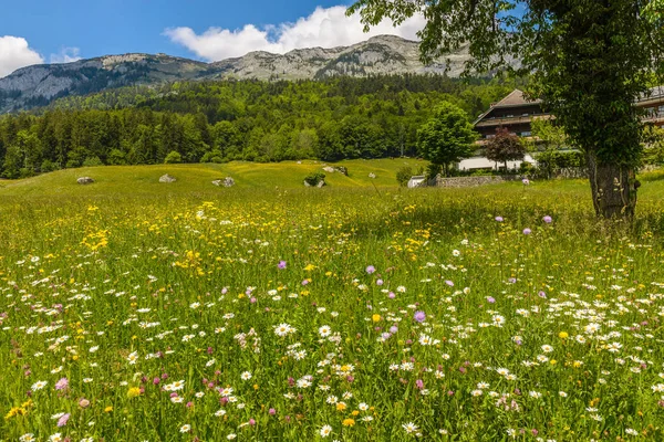 開花フィールドと山 オーストリア シュタイアー マルク州の夏の風景 — ストック写真