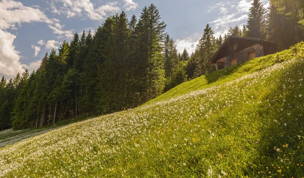 Fält Med Vita Poetens Narcissus Och Grönt Saftigt Gräs Solig — Stockfoto