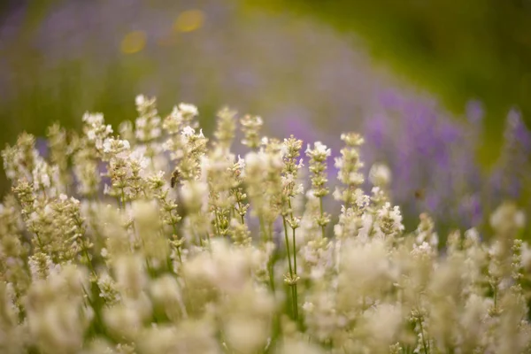 Lavender Bushes Closeup Sunset Lavender Field Closeup Blooming Lavender Sunset — Stock Photo, Image