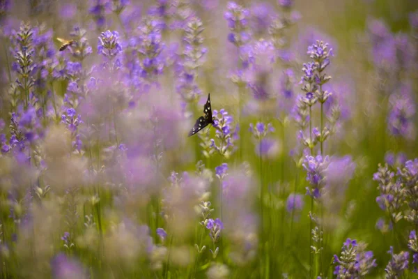 Lavender Bushes Closeup Sunset Lavender Field Closeup Blooming Lavender Sunset — Stock Photo, Image