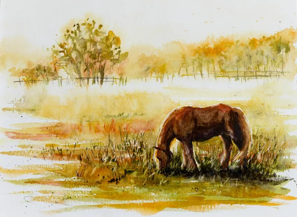 Лошадь Пасущаяся Лугу Изображение Сделано Акварелью — стоковое фото