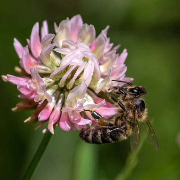 Μακροεντολή Της Μέλισσας Apis Τρέφονται Ροζ Λουλούδι Του Τριφυλλιού — Φωτογραφία Αρχείου