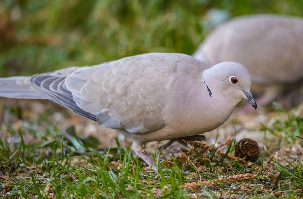 Närbild Porträtt Ogf Eurasiska Collared Duva Streptopelia Decaocto — Stockfoto