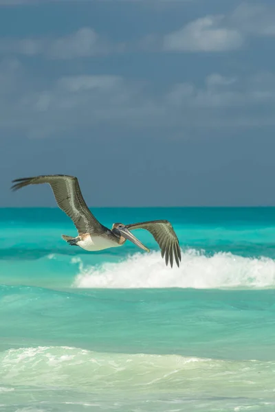 Stora Pelican Flyger Över Havet Mot Blå Himmel — Stockfoto