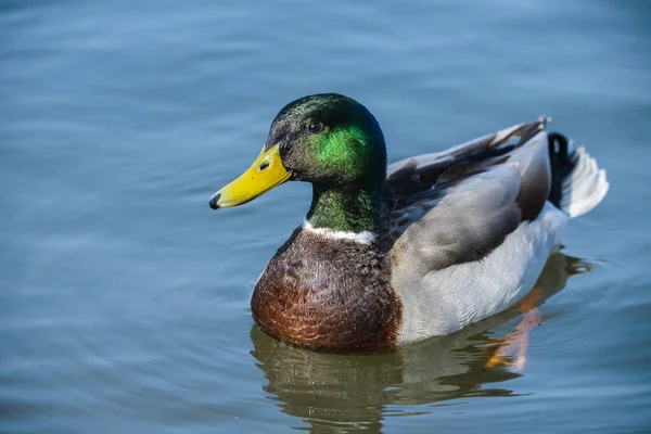 Close Mallard Duck Anas Platyrhynchos Swimming Water — Stock Photo, Image